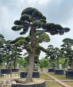 TCT 52